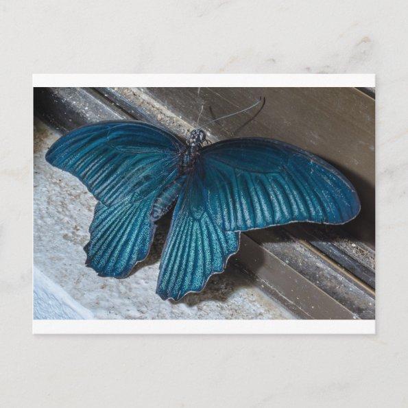 butterfly blue insect flying beautiful wings postInvitations