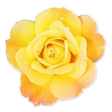 Rose Flower Floral Orange Yellow Easter Spring Sticker