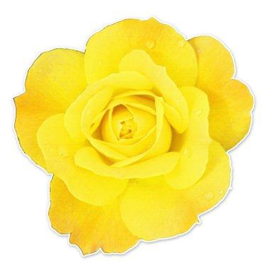 Yellow Rose Flowers Floral Spring Summer Easter Sticker