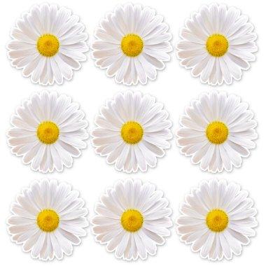 9 Shasta Daisy Flower Kiss-Cut Stickers