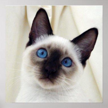 Beautiful Chic Sweet Pet Siamese Kitten Cat Poster