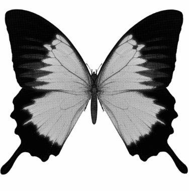 Big Grey & Black Butterfly Cutout