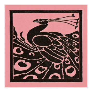 BLACK AND PINK PEACOCK POSTER