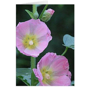 Blooming Together l Pink Hollyhock Flowers