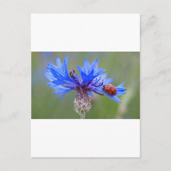 Blue Blossoms Ladybug Peace Love Destiny Art Vine PostInvitations