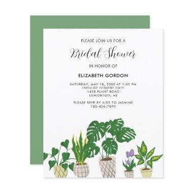 Budget Potted Plants  Greenery
