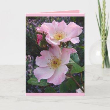 Colorful Pink Sparrieshoop Rose Greetings Invitations