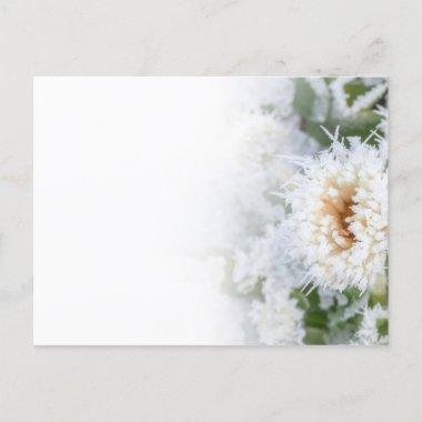 Daisy flower frozen in winter snow and ice invitation postInvitations