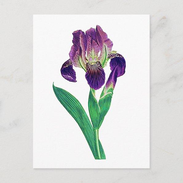 Lovely Purple Dutch Iris PostInvitations