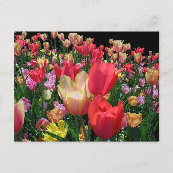 More Tulips PostInvitations