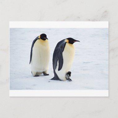Penguin frozen ice snow bird weather cute animals postInvitations