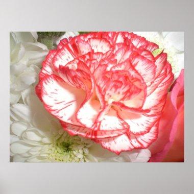 Pink and White Carnation Flower Poster
