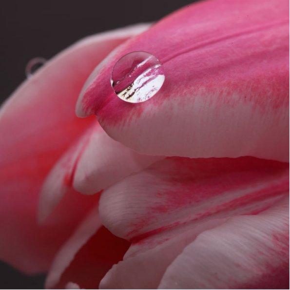 Pink Rose Photo Sculpture