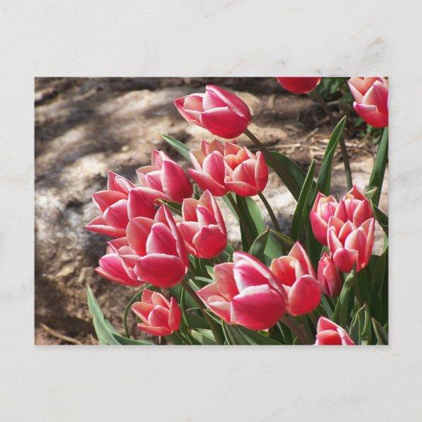 Pink Tulips PostInvitations