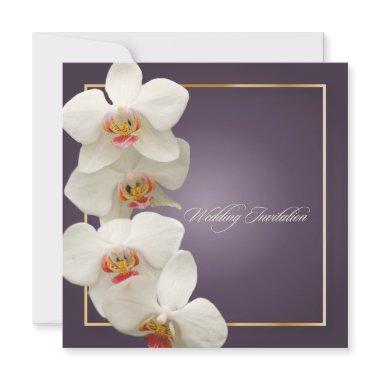 PixDezines orchids/phalaenopsis