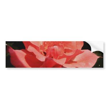 Pretty Peach Pink Rose floral Bumper Sticker