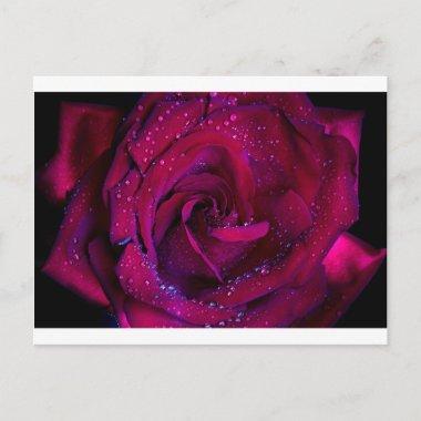 rose flowers flower red water droplets date dance postInvitations