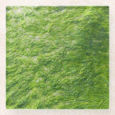 Sea Moss Green Nature Grass Beach Nautical Glass Coaster