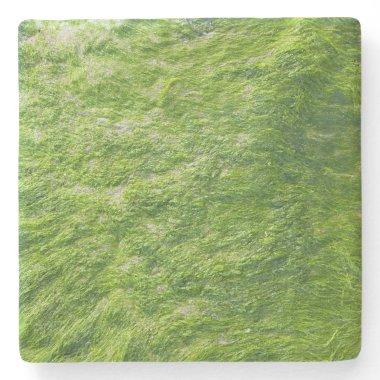Sea Moss Green Nature Grass Beach Nautical Stone Coaster