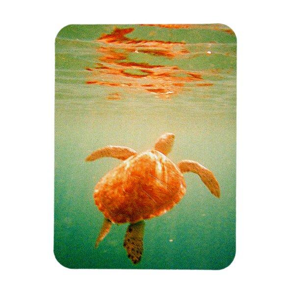 Sea Turtle 3"x4" Photo Magnet