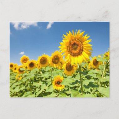 Sunflowers field PostInvitations