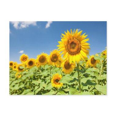 Sunflowers field Post