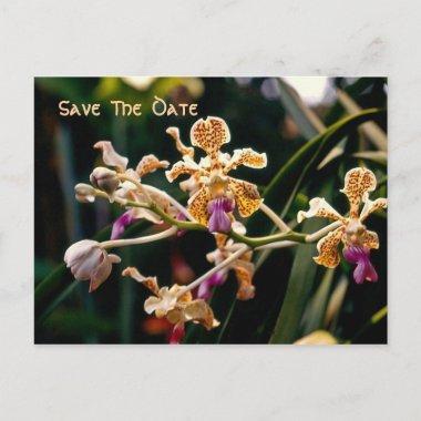 Wild Orchid Save The Date PostInvitations