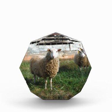 Young White Sheep on the Farm Acrylic Award