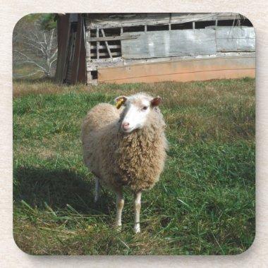 Young White Sheep on the Farm Beverage Coaster