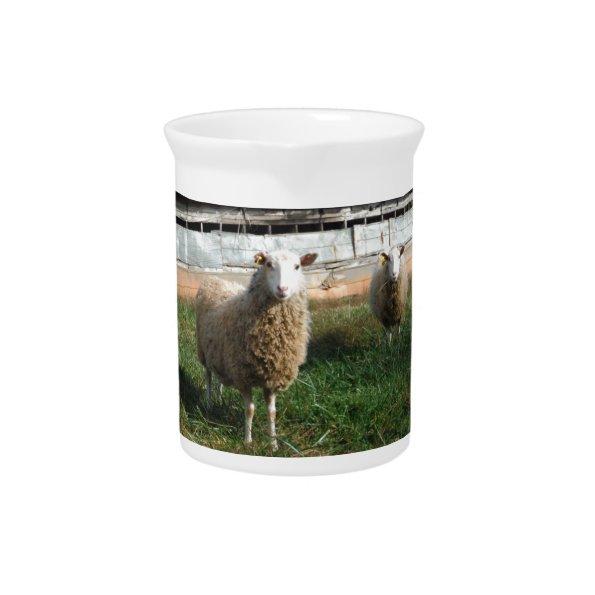 Young White Sheep on the Farm Beverage Pitcher