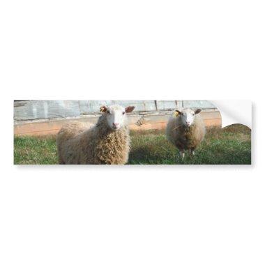 Young White Sheep on the Farm Bumper Sticker