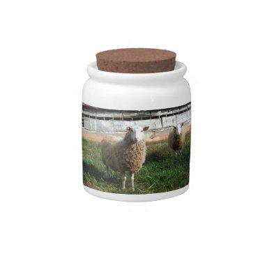 Young White Sheep on the Farm Candy Jar