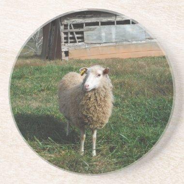 Young White Sheep on the Farm Coaster
