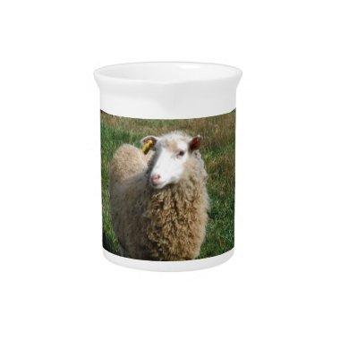 Young White Sheep on the Farm Drink Pitcher