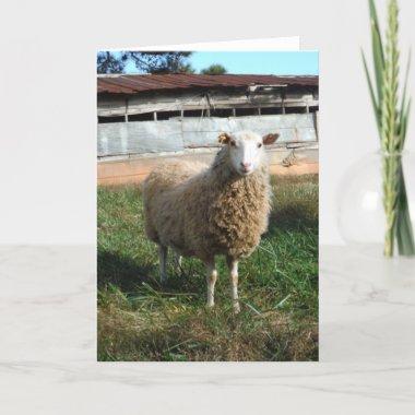 Young White Sheep on the Farm Holiday Invitations