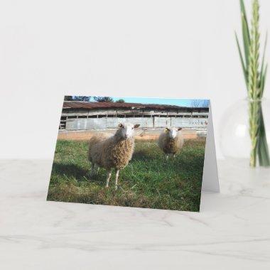 Young White Sheep on the Farm Holiday Invitations