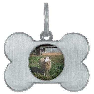 Young White Sheep on the Farm Pet Name Tag