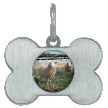 Young White Sheep on the Farm Pet Tag