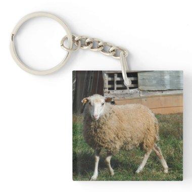Young White Sheep on the Farm Photo by Sandy Closs Keychain
