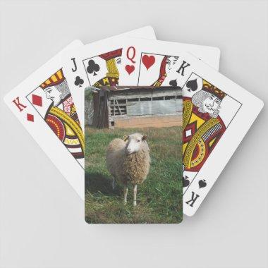 Young White Sheep on the Farm Playing Invitations