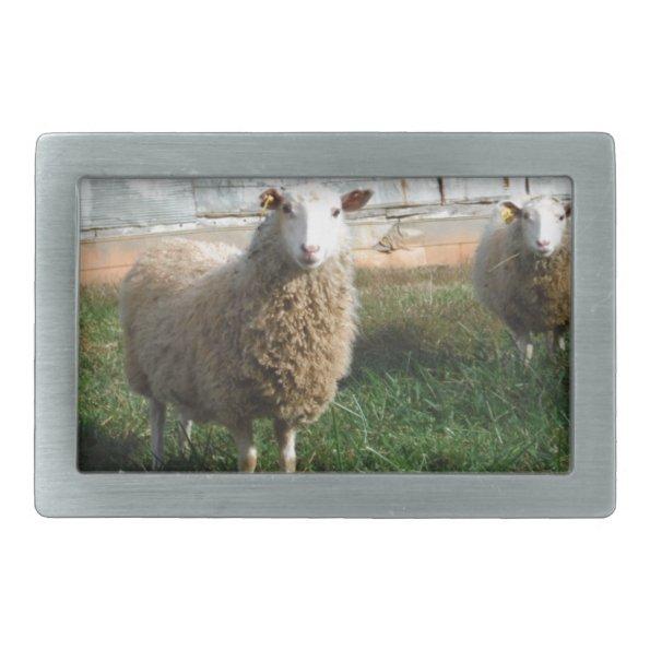 Young White Sheep on the Farm Rectangular Belt Buckle