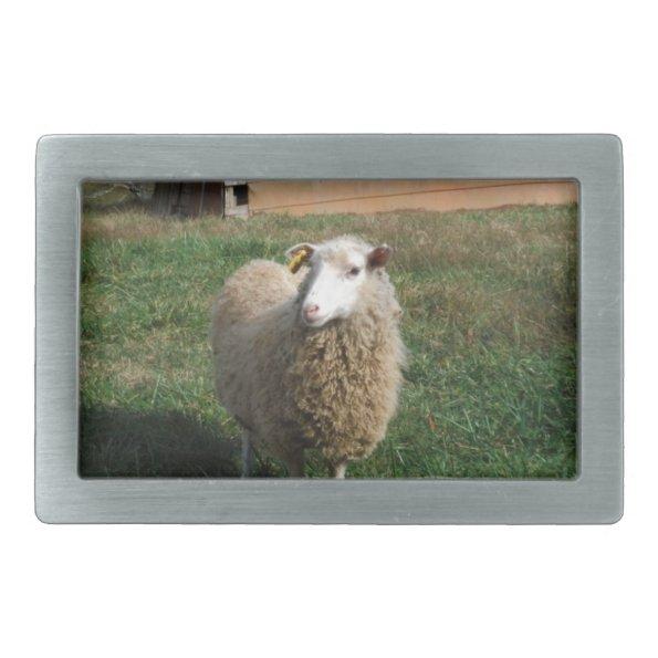 Young White Sheep on the Farm Rectangular Belt Buckle