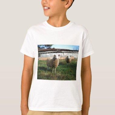 Young White Sheep on the Farm T-Shirt