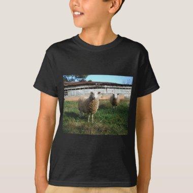 Young White Sheep on the Farm T-Shirt